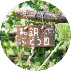 ぶどう園の風景