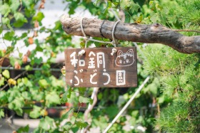 写真撮影