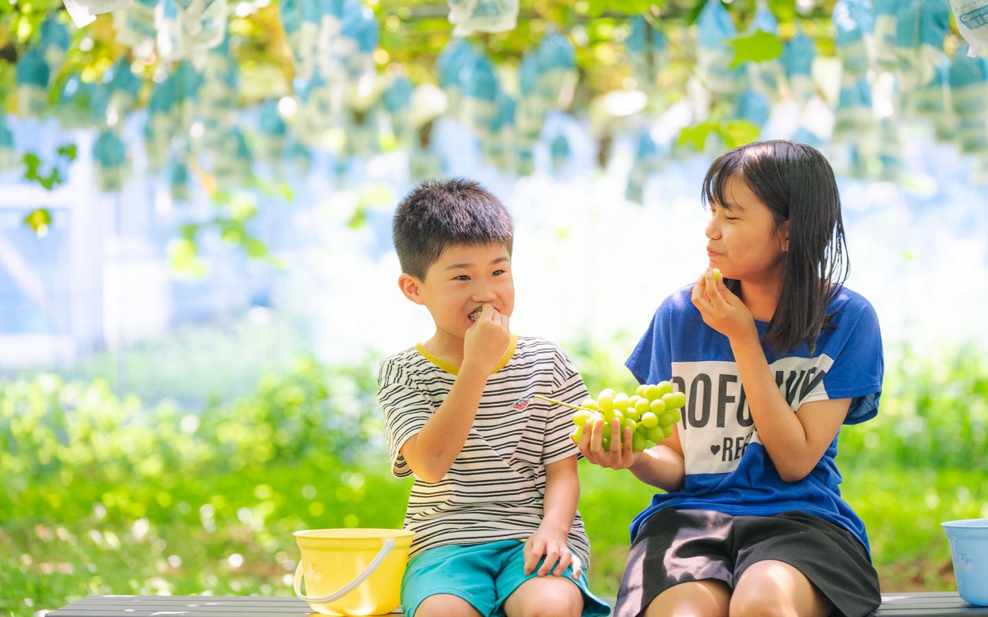 ぶどう園でぶどうを収穫する子どもたち